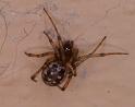 Steatoda_grossa_D3204_Z_85_Valle Gran Rey_Spanje